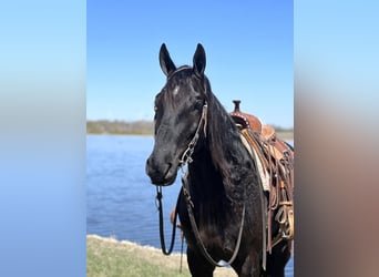 American Quarter Horse Mix, Wallach, 4 Jahre, 163 cm, Rappe