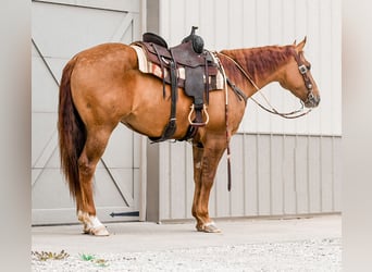 American Quarter Horse, Wallach, 4 Jahre, 163 cm, Red Dun