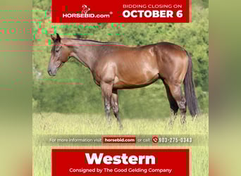 American Quarter Horse Mix, Wallach, 4 Jahre, 163 cm, Rotbrauner