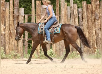 American Quarter Horse Mix, Wallach, 4 Jahre, 163 cm, Rotbrauner