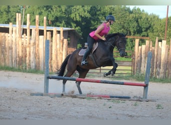 American Quarter Horse Mix, Wallach, 4 Jahre, 163 cm, Rotbrauner