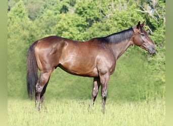 American Quarter Horse Mix, Wallach, 4 Jahre, 163 cm, Rotbrauner