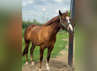 American Quarter Horse, Wallach, 4 Jahre, 165 cm, Fuchs
