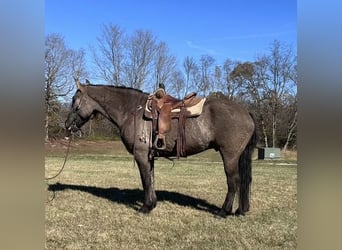 American Quarter Horse, Wallach, 4 Jahre, 165 cm, Grullo
