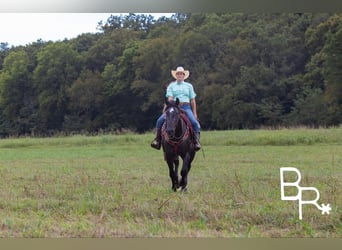 American Quarter Horse, Wallach, 4 Jahre, 165 cm, Rappe