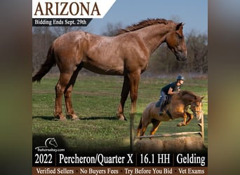 American Quarter Horse Mix, Wallach, 4 Jahre, 165 cm, Roan-Red