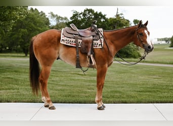 American Quarter Horse, Wallach, 4 Jahre, 168 cm, Falbe