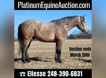 American Quarter Horse, Wallach, 4 Jahre, 168 cm, Rotschimmel