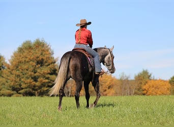 American Quarter Horse, Wallach, 4 Jahre, Apfelschimmel
