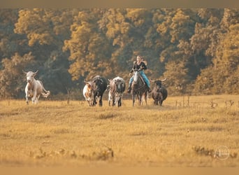 American Quarter Horse, Wallach, 4 Jahre, Apfelschimmel