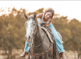 American Quarter Horse, Wallach, 4 Jahre, Apfelschimmel