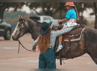 American Quarter Horse, Wallach, 4 Jahre, Apfelschimmel