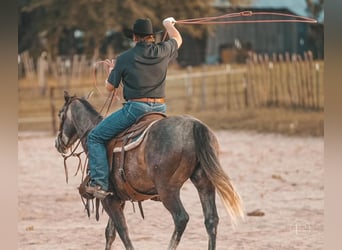 American Quarter Horse, Wallach, 4 Jahre, Apfelschimmel