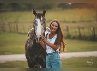 American Quarter Horse, Wallach, 4 Jahre, Apfelschimmel