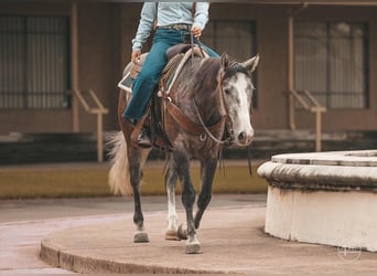 American Quarter Horse, Wallach, 4 Jahre, Apfelschimmel