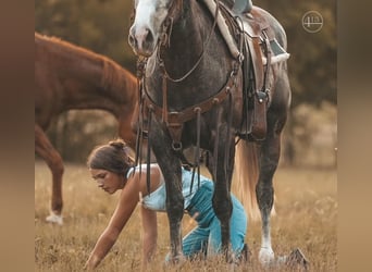 American Quarter Horse, Wallach, 4 Jahre, Apfelschimmel