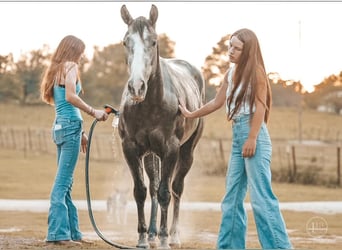 American Quarter Horse, Wallach, 4 Jahre, Apfelschimmel