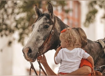 American Quarter Horse, Wallach, 4 Jahre, Apfelschimmel