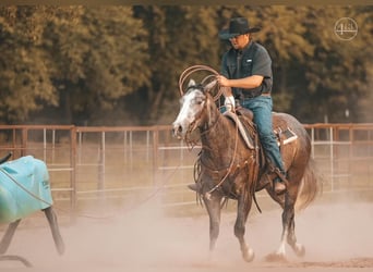 American Quarter Horse, Wallach, 4 Jahre, Apfelschimmel
