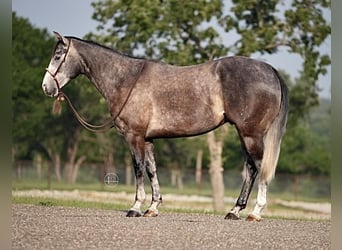 American Quarter Horse, Wallach, 4 Jahre, Apfelschimmel