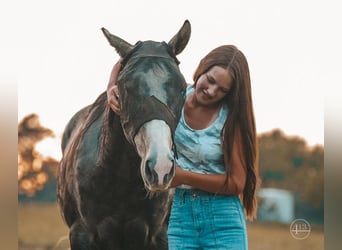 American Quarter Horse, Wallach, 4 Jahre, Apfelschimmel