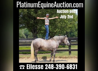 American Quarter Horse, Wallach, 4 Jahre, Apfelschimmel