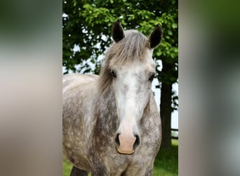 American Quarter Horse, Wallach, 4 Jahre, Apfelschimmel