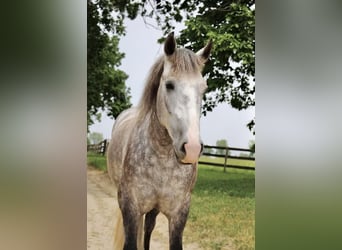 American Quarter Horse, Wallach, 4 Jahre, Apfelschimmel