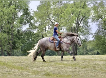American Quarter Horse, Wallach, 4 Jahre, Apfelschimmel
