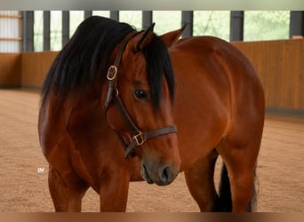 American Quarter Horse, Wallach, 4 Jahre, Brauner