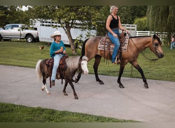 American Quarter Horse, Wallach, 4 Jahre, Buckskin