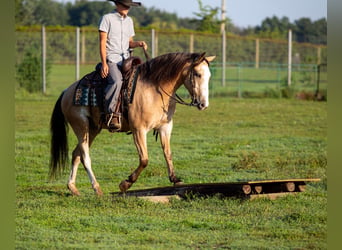 American Quarter Horse Mix, Wallach, 4 Jahre, Buckskin