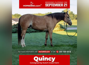 American Quarter Horse Mix, Wallach, 4 Jahre, Buckskin