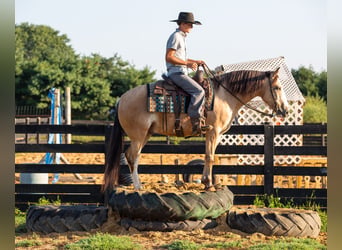 American Quarter Horse Mix, Wallach, 4 Jahre, Buckskin