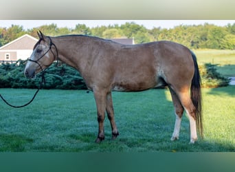 American Quarter Horse Mix, Wallach, 4 Jahre, Buckskin
