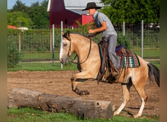 American Quarter Horse Mix, Wallach, 4 Jahre, Buckskin