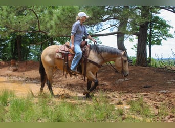 American Quarter Horse, Wallach, 4 Jahre, Buckskin