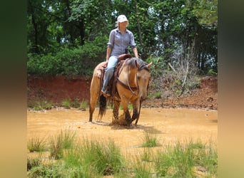 American Quarter Horse, Wallach, 4 Jahre, Buckskin
