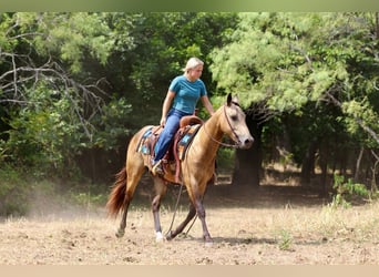 American Quarter Horse, Wallach, 4 Jahre, Buckskin