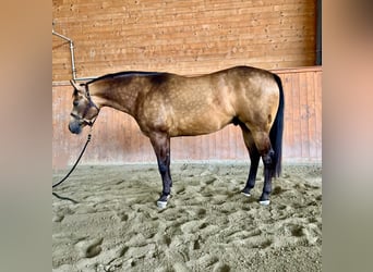 American Quarter Horse, Wallach, 4 Jahre, Buckskin