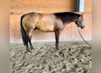 American Quarter Horse, Wallach, 4 Jahre, Buckskin