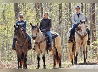 American Quarter Horse, Wallach, 4 Jahre, Buckskin