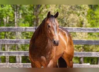 American Quarter Horse, Wallach, 4 Jahre, Buckskin