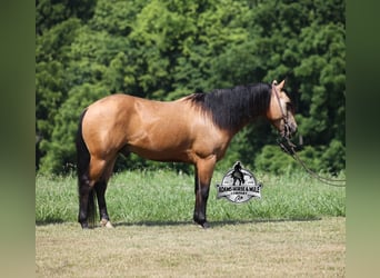 American Quarter Horse, Wallach, 4 Jahre, Buckskin