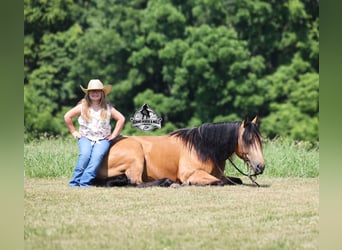 American Quarter Horse, Wallach, 4 Jahre, Buckskin