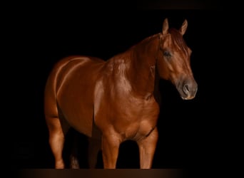 American Quarter Horse, Wallach, 4 Jahre, Dunkelfuchs
