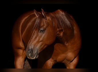 American Quarter Horse, Wallach, 4 Jahre, Dunkelfuchs