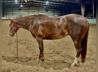 American Quarter Horse, Wallach, 4 Jahre, Dunkelfuchs