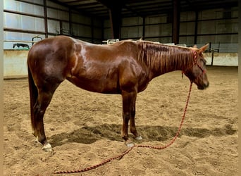 American Quarter Horse, Wallach, 4 Jahre, Dunkelfuchs
