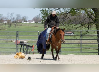 American Quarter Horse, Wallach, 4 Jahre, Falbe
